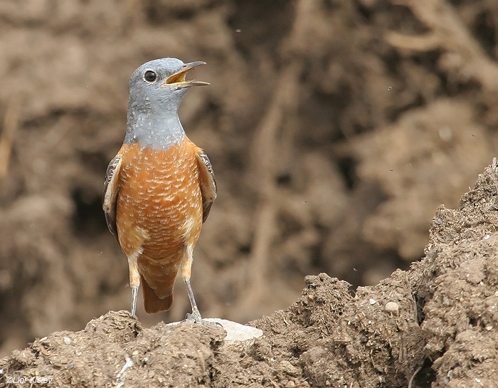   Rufous-tailed Rock-Thrush Monticola saxatilis , 2009 .:  